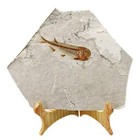 Fish Fossil Real From Western Liaoning China 150 Million Years Ago Lycoptera
