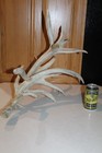 Droptine Drop Tine Whitetail Deer Freak Antler Shed Log Cabin Decor Taxidermy