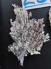 2 - Natural Sea Fan - Coral - Sea Whip - Free Shipping 5 X 3 5 And 5 X 3 Inches