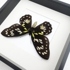 Ornithoptera Ornithoptera Victoriae Female  The Queen Victoria s Birdwing  A