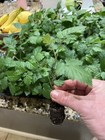 Thornless  Blackberry- Rubus -    ponca-  4 Plants The Best Of All   
