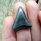 1   Fossil Great White Shark Tooth Teeth  100  Authentic - Free Shipping   