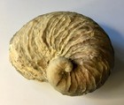 Exogyra Ponderosa Extinct Marine Oyster Fossil Jurassic 4 25 L
