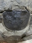 Large Eurypterus Lacustris Carapace Ridgemount Quarry Canada Silurian E7