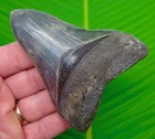 4 12  Megalodon Shark Tooth  Real Fossil North Carolina  Usa - No Restoration