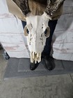 Wild 8 Point Whitetail Deer Antler Rack Horn Skull European Mount Man Cave 136 