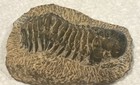 Trilobite Fossil  Crotalocephalus Gibbus  From  Morocco A Great Paperweight