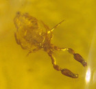 Pseudo Scorpion With Mite And Extinct Fungi In Burmese Amber Fossil Dinosaur Age