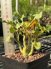 Rare Live House Plant Dorsteniagypsophila Wysiwyg Own Root Boutique 