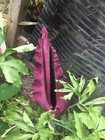 Rare Dragon Bulbs Lily Arum Flower Voodoo Amorphophallus Tuber Cactus Calla Gold