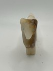 Zuni Collie Dog Fetish Cody Nastacio Marble  signed  Butter Onyx F 4475