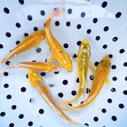Yellow Koi Fish For Sale     Buy Live Koi Fish Online   Toledo Goldfish   Koi