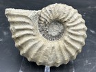 6 5    Extremely Nice Cretaceous Mortoniceras Texas Fossil Ammonite  Weno Formatn