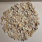 Vintage Genuine Natural Hawaiian 287 Loose Puka Shells From No  Shore Oahu 1974