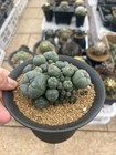 7-11cm Lw Selfroot Multi Heads Cactus Plantbeautiful Garden D  cor Boutique