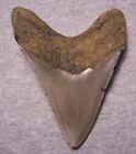 Megalodon Shark Tooth 4 5 8  Sharks Teeth Big Jaw Fossil Real Megladon Serrated