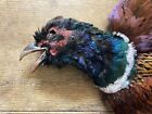 Rooster Ringneck Pheasant Full Skin 2 Wings Tail Feathers Wall Art Man Cave