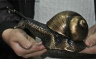 Rare Old Chinese Bronze Copper Feng Shui Wealth Auspicious Snails Statue