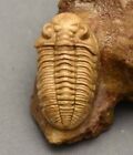 Estoniops Panderi Trilobite Russian Rare Facet Eyes Fine Quality