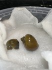 2 Live Premium Jade Mystery Snails - Freshwater Aquarium Algae Cleaner