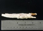 Bali Bone Antler Custom Carved Figurine Or Custom Pipe Alligator Gator