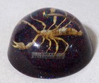 Chief Yellowhorse Trading Post Scorpion Souvenir Paperweight