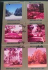 Vintage 1960s Large Format 127 Film Slides Lot Of 12 Charleston Sc Gardens  a669
