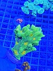      Wysiwyg Space Invader Pectinia     Large Frag     