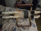 Wonder Horse Spring Rocking Bouncy Ride-on Toy Vintage 1960s Mid Century