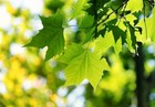 Sycamore   2 Inch   Platanus Occidentalis   Low Maintenance   Hardy