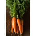 Carrot Sweet Red Kuroda Heirloom 300  Seeds 100  Organic Non Gmo Grown In Usa