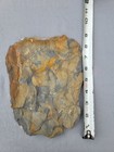 Annularia  Calamite And Fern Fossils In Amazing Detail 