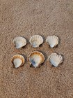 Chesapecten Jeffersonius 6 Scallop Shells Natural Colors Small