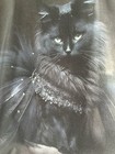 Cat Lover Kit- Stuffed Cat  Fluffy Black Cat T- Shirt  Cat Lamp And More