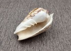 Noble Volute Seashell Tan Brown Voluta Nobilis  1 Shell Approx  3  Inches 