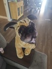 Melissa   Doug Plush Pug Dog Realistic Life-like Brown Stuffed Animal Toy