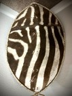 Authentic Zulu Warrior Shield     Zebra Hide  Handcrafted  28  Ceremonial African 