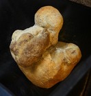 Amazing  Best Ever Iguanodon Double Print  Hand   Foot Dinosaur Natural Cast