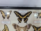 Framed Insect Butterfly 