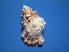 Bursa  tutufa  Rubeta Linnaeus  1758  beautiful Aperture    80 5mm 