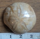 Polished Fossil Echinoid Sand Dollar Sea Urchin Morocco