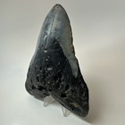 Megalodon Shark Tooth 5 70 Inch Massive - Black Fossil - Authentic - Real 19595