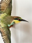 European Bee-eater Taxidermy Wall Mount Merops Apiaster Exotic Bird Display