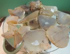 Montana Moss Agate  16 Piece Lot  Slabs  Ends  Rough   Lapidary  269grams