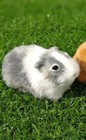 Gray Guinea Pig 5 Inch Fur Stuffed Animal Plush Toys Toddler Doll Kids Gifts