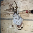 Authentic Jackalope Taxidermy Mount     Original Wyoming Folk Art     Lodge Decor