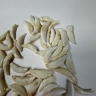 Lot Of 50 Damaged Cracked Coyote Fangs Teeth Goth Real Taxidermy Cleaned  3975