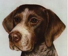 Lovely German Shorthaired Pointer Print Large Hartmann Illustration 5955p