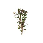 3 Ludwigia Repens Red Bunch Live Aquatic Plants Aquarium Buy 2 Get 1 Free