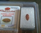 1 One Mukhi Rudraksha Java Origin 10 Mm Size Lab Certified